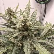 Original Cheese - FB