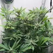 Frostbanger Auto - FB