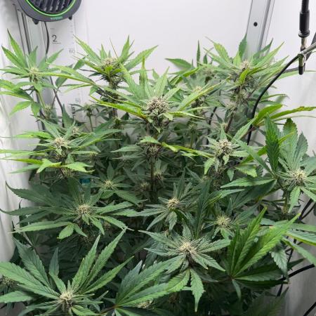 Frostbanger Auto - FB