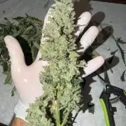 Original Cheese - FB
