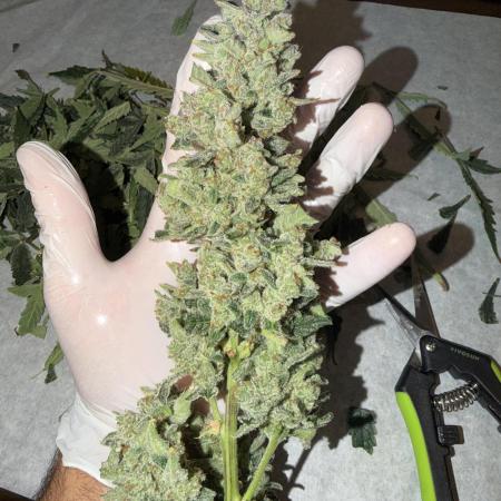Original Cheese - FB