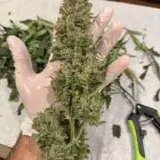 Original Cheese - FB