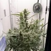 Original Cheese - FB