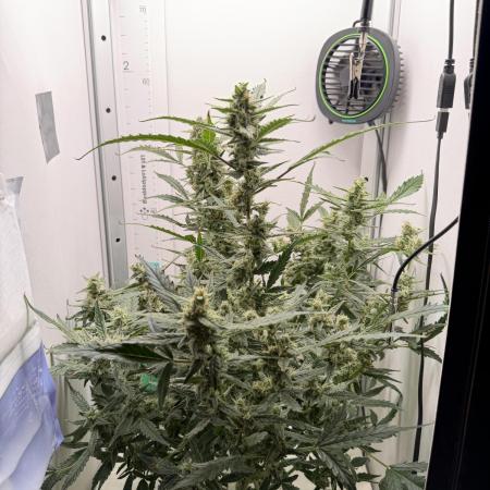 Original Cheese - FB