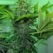 Minigrow Pineapple Chunk
