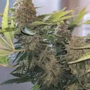 Minigrow Pineapple Chunk