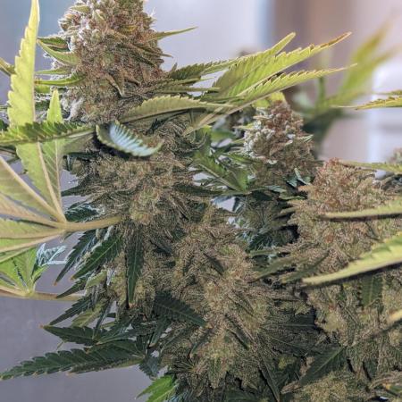 Minigrow Pineapple Chunk