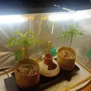 Hyper Vyper, Powerplant, Strawberry Gum