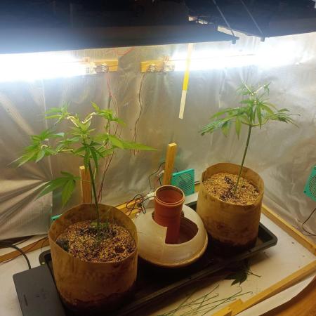 Hyper Vyper, Powerplant, Strawberry Gum