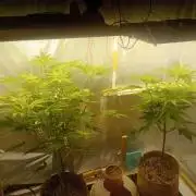 Hyper Vyper, Powerplant, Strawberry Gum