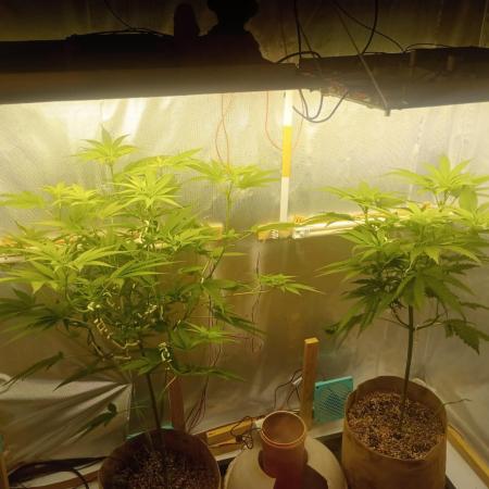 Hyper Vyper, Powerplant, Strawberry Gum