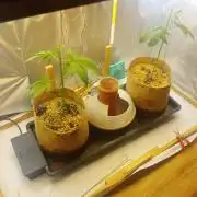 Hyper Vyper, Powerplant, Strawberry Gum