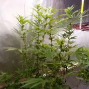 Hyper Vyper, Powerplant, Strawberry Gum