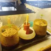 Hyper Vyper, Powerplant, Strawberry Gum