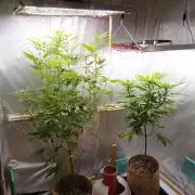 Hyper Vyper, Powerplant, Strawberry Gum