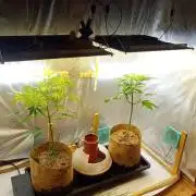 Hyper Vyper, Powerplant, Strawberry Gum
