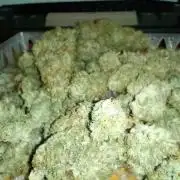 Honey Cream - Fast Flowering