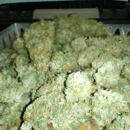 Honey Cream - Fast Flowering