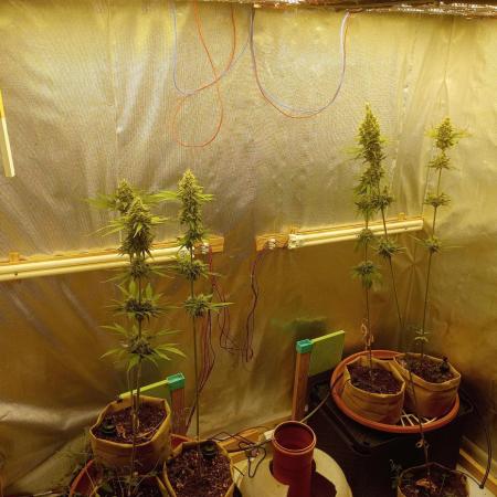 Honey Cream - Fast Flowering