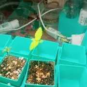 Hyper Vyper, Powerplant, Strawberry Gum