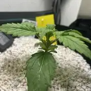 Random FastBuds seed
