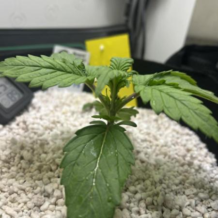 Random FastBuds seed