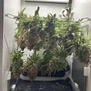 Random FastBuds seed