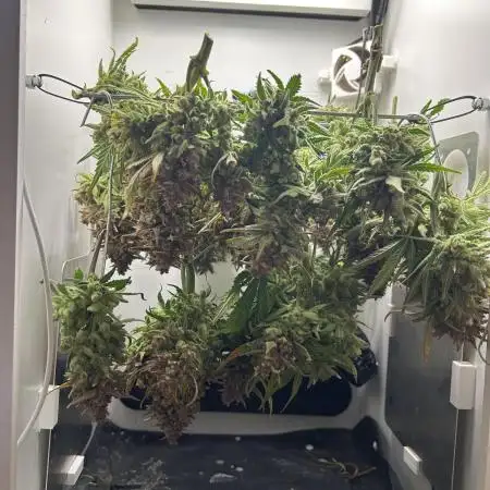 Random FastBuds seed