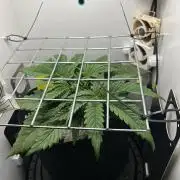 Random FastBuds seed