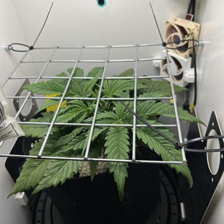 Random FastBuds seed