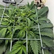 Random FastBuds seed