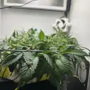 Random FastBuds seed
