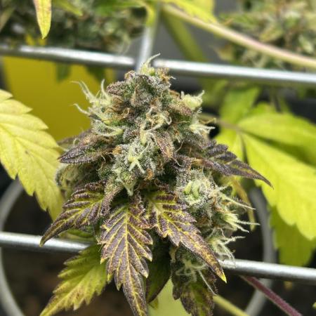 Sundae Driver Auto