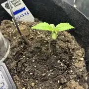 Random FastBuds seed