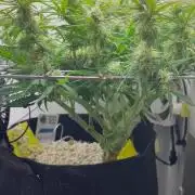 Random FastBuds seed