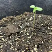 Random FastBuds seed