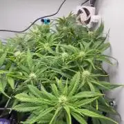 Random FastBuds seed