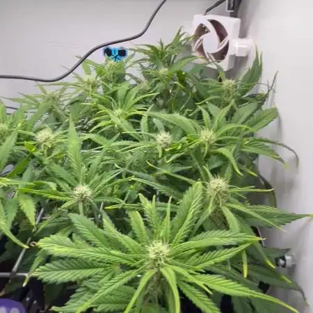 Random FastBuds seed