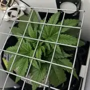 Random FastBuds seed