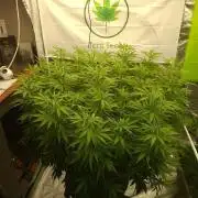 Rootinn Pre-Mix