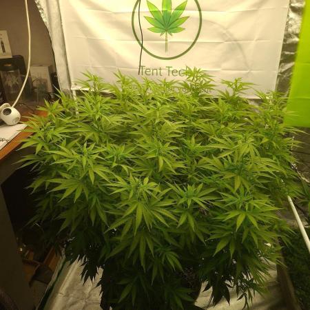 Rootinn Pre-Mix