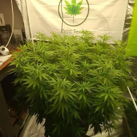 Rootinn Pre-Mix