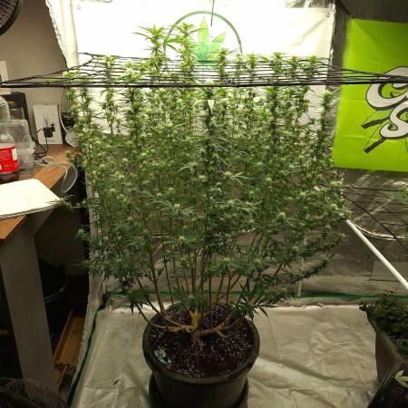 Rootinn Pre-Mix