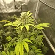 Papaya Sherbert
