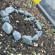 Livingsoil