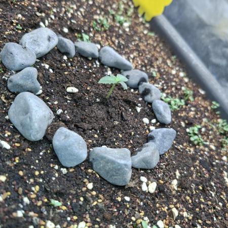Livingsoil