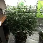 Rootinn Pre-Mix