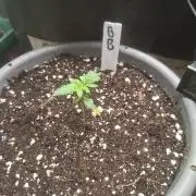 TESTGROW HY-Pro Dünger