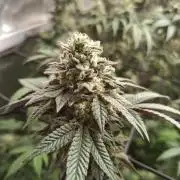 Papaya Sherbert
