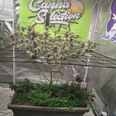 Canna Selection Livingsoil